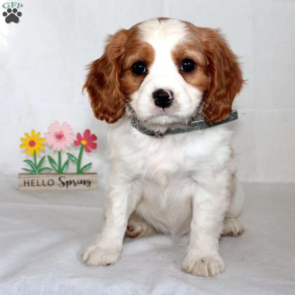 Freya, Beaglier Puppy